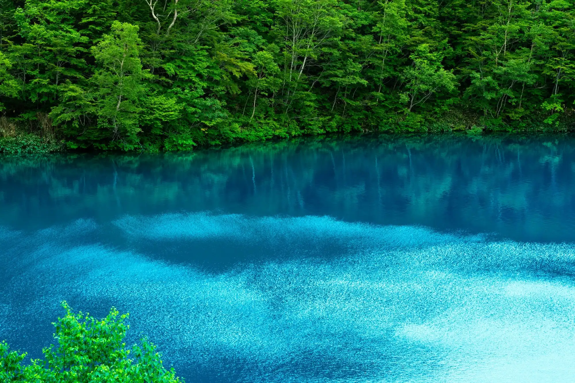日本の美しき大自然、長野県「志賀高原・大沼池」。真っ青な水面と新緑