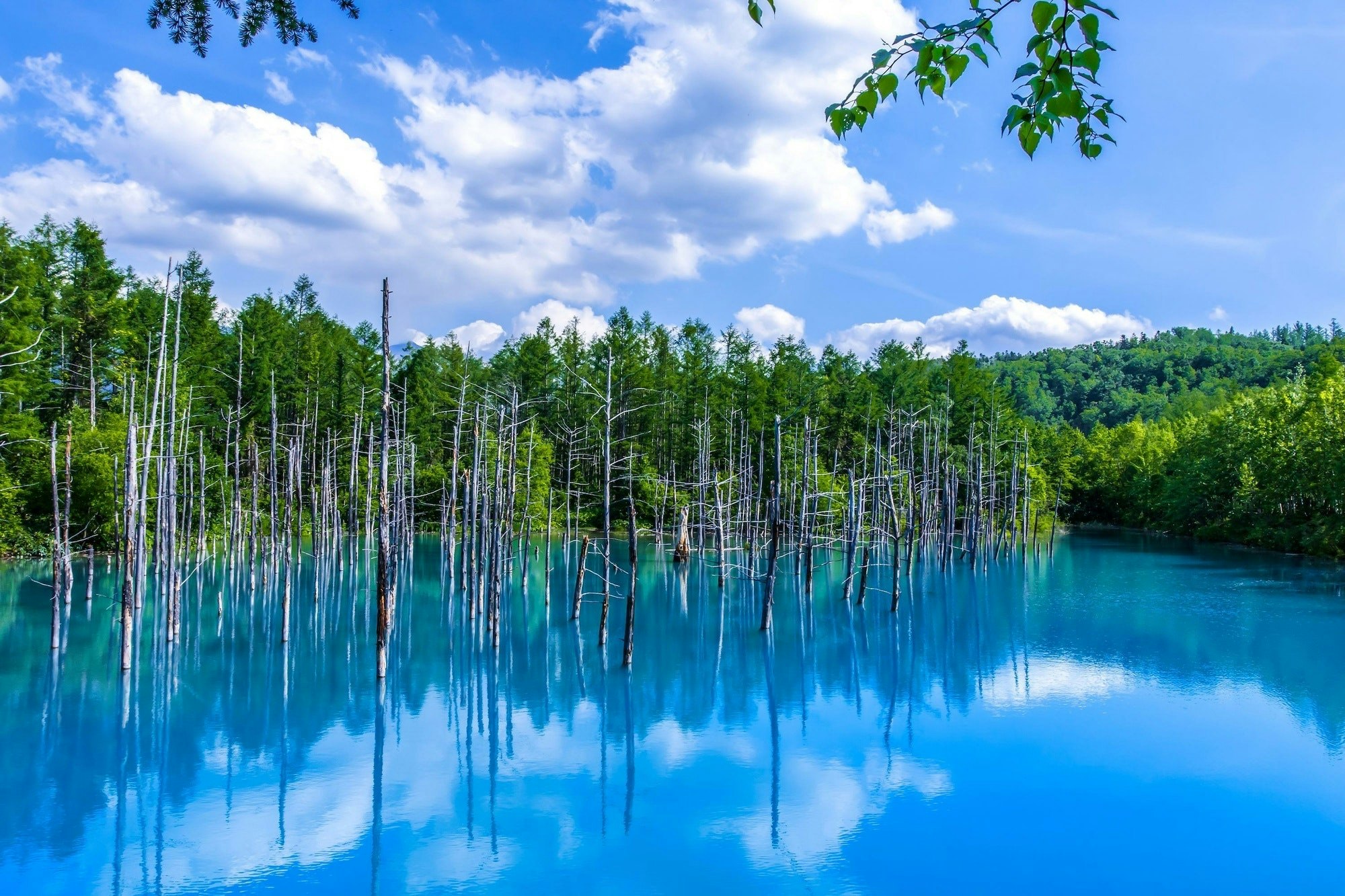 北海道美瑛町の青い池は自然が生んだ奇跡の芸術。北海道有数の人気観光