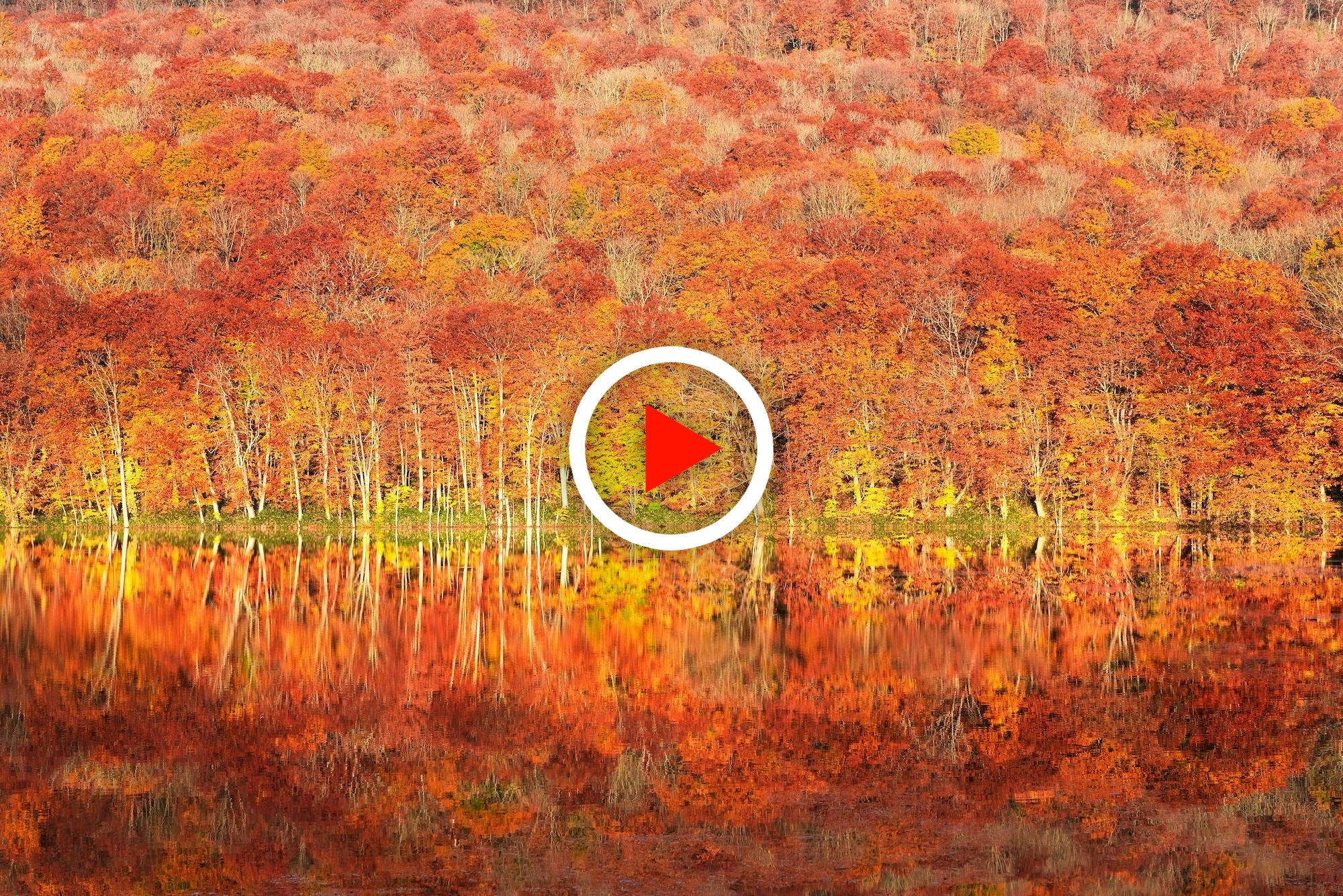 青森県十和田市の秘境、蔦沼の紅葉は大自然が織りなすイリュージョン!? 動画に映し出された幻想的な映像は現実を忘れ誘われる美しさ！ - 自然｜クールジャパンビデオ｜日本の観光・旅行・グルメ・面白情報をまとめた動画キュレーションサイト「COOL JAPAN VIDEOS」