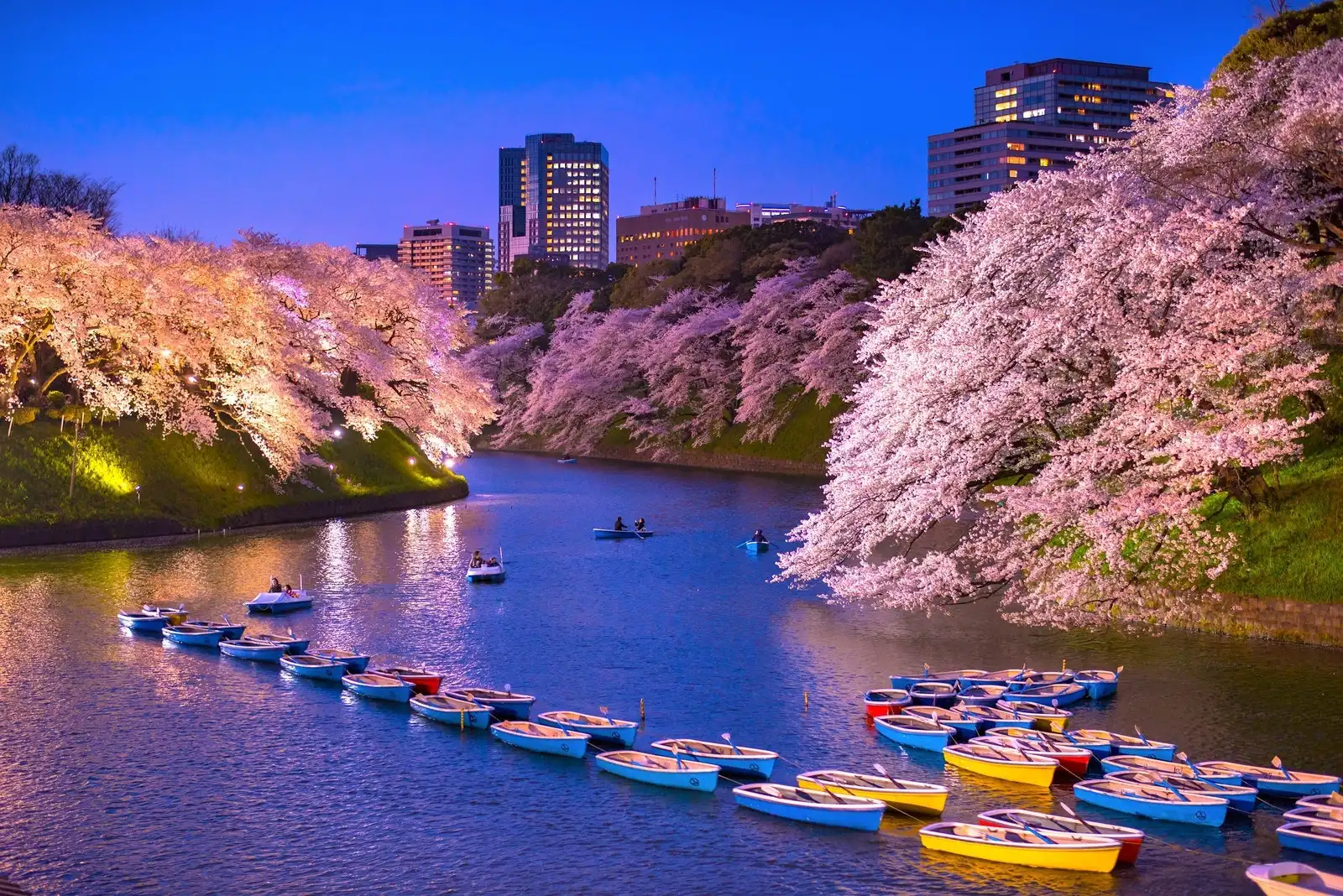 千鳥ヶ淵の 千代田のさくらまつり は130万人が訪れる東京都内屈指のお花見スポット ライトアップされた綺麗な桜は一度は訪れたい絶景スポット 観光 旅行 クールジャパンビデオ 日本の観光 旅行 グルメ 面白情報をまとめた動画キュレーションサイト Cool