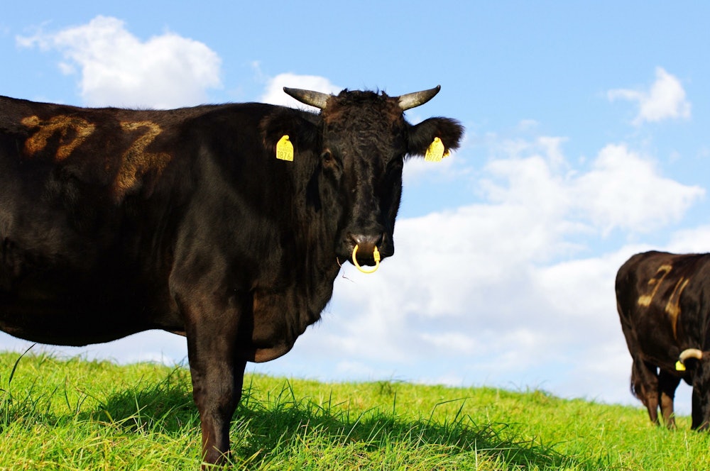 Image of a Japanese Black cow