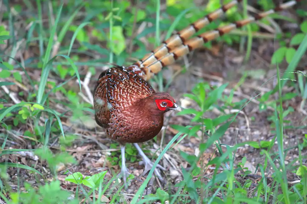 The Japanese Green Pheasant: The National Bird of Japan, Its Majestic  Silhouette and Bright Red Wattle Are Fascinating! - Living Things｜COOL JAPAN  VIDEOS｜A Video Curation Site with Information on Sightseeing, Travel,  Gourmet,