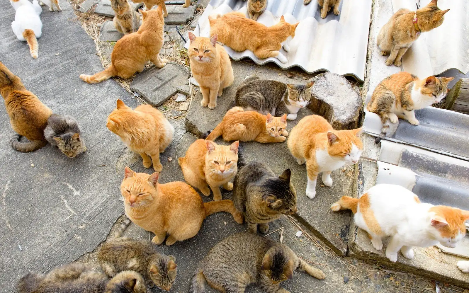 200 Cats in Aoshima, Ehime?! Enjoy the Best Sightseeing Spot for Cat  Lovers, “Cat's Paradise”! - Living Things｜COOL JAPAN VIDEOS｜A Video  Curation Site with Information on Sightseeing, Travel, Gourmet, and  Interesting Things
