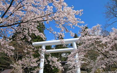 Hanitsu Shrine - See the Beautiful Pure White Torii Gate Surrounded by Snowy Scenery! From Cherry Blossoms in the Spring to Autumn Leaves in the Fall, This Popular Tourist Spot in Fukushima Is Full of Attractions!