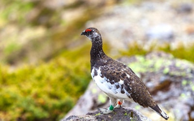 An Encounter With the Specially Protected Rock Ptarmigan While Mountain Climbing! A Look at the Ecology of the Endangered Species and Where You Can Find It!