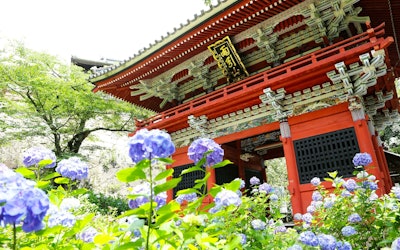 Amabiki Kannon in Sakuragawa, Ibaraki Is One of the Most Popular Tourist Spots in Japan for Praying for Safe Delivery! During the Rainy Season, 3,000 Hydrangeas Bloom on the Grounds, and You Can Enjoy the Beautiful Scenery!