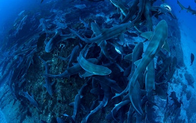 在千葉縣館山潛水的話伊戶！介紹能夠享受美麗神祕的大海世界的動畫