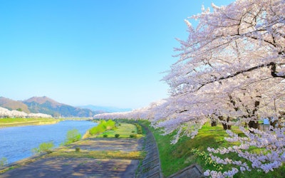 진짜 절경！아키타현 가쿠노다테 무사가옥 거리와 히노키나이 강둑 벚꽃길은 한번은 가보고 싶은 세계에서 손꼽히는 벚꽃 명소！유서 깊은 역사의 특별한 벚꽃은 거리 일대를 핑크로 물들인다！