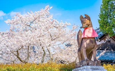 人気の観光スポット京都府「伏見稲荷大社」、東京都新宿区の「新宿御苑」で満開の桜を楽しむ！ピンク色の桜が咲き誇る絶景は日本ならでは見事な風景！