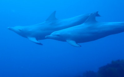 Enjoy Scuba Diving With Dolphins Just 1.5 Hours From Tokyo on Hatsushima! Discover the Exciting Resort Island in Atami, Shizuoka!