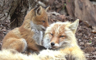 Cute Ezo Red Foxes Playing in Hokkaido. Learn About the Wildlife of Japan!