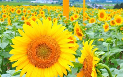 '나요로 해바라기 축제'는 홋카이도 나요로시의 여름의상징! 전면에 펼쳐진 해바라기 밭의 아름다움을 만끽해주세요!