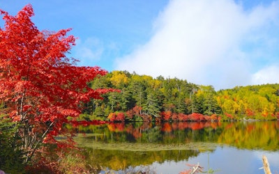 Virgin Forests and Autumn Leaves at Shirakoma Pond, Nagano