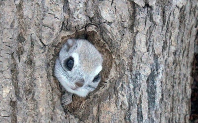 The Cute Ezo Momonga - Discover the Flying Squirrels of Japan!