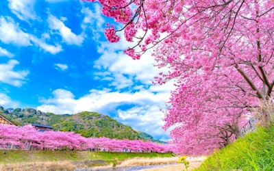 The Kawazu Cherry Blossom Festival Is a Popular Event in Izu, Shizuoka Where the Entire Town Is Dyed Pink With Cherry Blossoms. A Look at Izu's Beautiful Spring Scenery and Recommend Tourist Attractions!