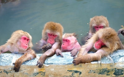 冬季北海道函馆市热带植物园猴山温泉的可爱视频！猴子在温泉里享受泡汤乐的逗趣模样十分讨喜，大受欢迎！