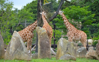 よこはま動物園ズーラシアで世界中の動物と触れ合う！神奈川県にある開園20周年を迎えた日本最大級の動物園の魅力をたっぷり紹介！