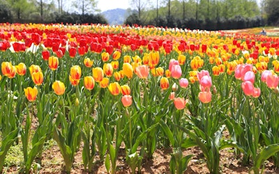 One of the Largest in Japan! The Tulip Fields at Sera Kogen Farm in Hiroshima Are Beautiful Beyond Belief! This Brightly Colored Scene Is Something You Won't Want to Miss!