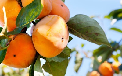 The Tanenashi Persimmon – A Japanese Superfood to Help Combat Fall Fatigue! Learn About the Delicious Fruit From Wakayama That's Full of Vitamins and Nutrients!