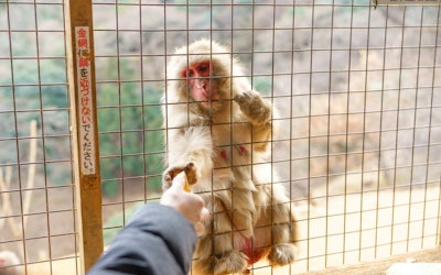 교토 부 "아라시야마 원숭이 공원 이와타야마"에서 귀여운 원숭이에게 먹이를주고?! 외국인에게 대인기! 세계에서 희귀 한 야생 원숭이 공원의 비디오