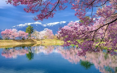 一面を埋め尽くす満開の桜は、まさに絶景！長野県にある「六道の堤」は一度は訪れたい穴場の桜の名所だった！
