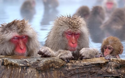 The Cute Monkeys of Nagano Prefecture's Jigokudani Snow Monkey Park as They Bathe in the Hot Springs Are Nothing Short of Adorable! Watch These Cute Macaques Fend off the Cold in This Video!