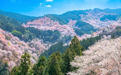 Mt. Yoshino in Nara Prefecture – Experience a Panoramic View of 30,000 Beautiful Cherry Blossoms at One of the Most Famous Cherry Blossom Viewing Locations in Japan
