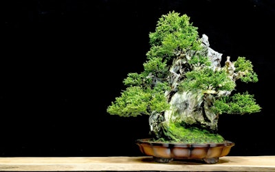 Bonsai - A Traditional Japanese Art Form. Explore the Valuable Works at the "Shunkaen Bonsai Museum," With Pieces Valued at More Than 100 Million Yen and More Than 1,000 Years Old!