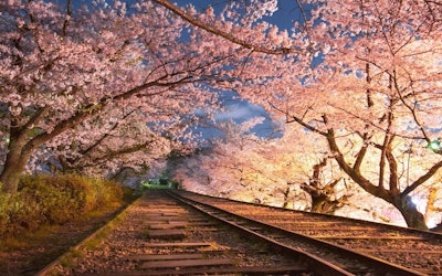 Keage Incline – Cherry Blossoms Along a Disused Railroad in Kyoto + Nanzenji Temple and Other Attractions in the Area