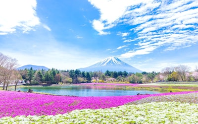 富士芝桜まつりの残雪をまとった富士山とピンク色の芝桜の共演が美しすぎる！こんな光景見たことない！一生の思い出になる景色が富士山の麓の山梨県南都留郡に広がっていた！ 