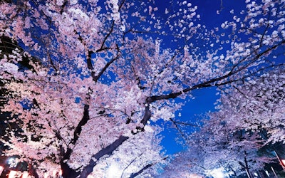 일본 3대 밤 벚꽃으로 유명한 아름다운 조명 벚꽃 터널을 걸어보세요! 밤에는 우에노 공원, 히로사키 공원, 다카다 공원(다카다 성터 공원)에서 환상적인 벚꽃 감상을 즐겨보세요.