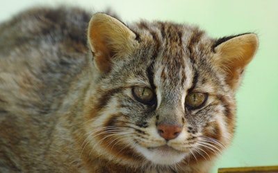 The Tsushima Leopard Cat: A Look at the Life of the Feline That Is Both Cute and Scary. The Unknown Secrets of the Nationally Protected Species!
