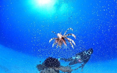 德岛县水纳岛潜水视频！漂浮在浅蓝海上的珊瑚礁环绕的小岛的魅力是什么？