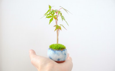 Learn How to Make Miniature Bonsai Using Teacups! Perfect for Interior Decoration! Add Some Japanese Culture to Your Home!
