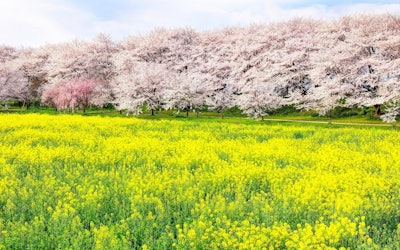 The Beautiful Cherry Blossoms and Rape Blossoms at Gongendo Park in Saitama Prefecture! The Pink Tunnel of 1,000 Cherry Blossoms Extending Nearly a Kilometer Is a Sight To Behold!