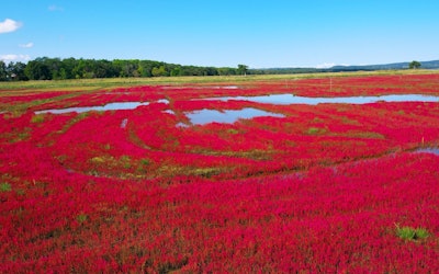 北海道のサロマ湖の一面が「アッケシソウ(サンゴソウ)」で美しく真っ赤に染まる。北海道の大自然の景観が満喫できる4K動画は見逃せない！