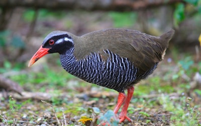 The Precious Okinawa Rail – A Look at the Awkwardly Adorable Flightless Bird of Kunigami, Okinawa, Registered as a Protected Species!