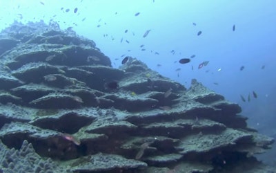 德島縣的千年珊瑚！高達9公尺、由無數奇蹟層層堆砌的珊瑚礁不僅稱霸世界，瑰麗雄偉的優雅姿態更是擄獲不少潛水客的心！