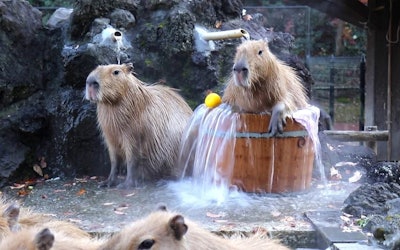 Capybaras Relaxing in Hot Springs at Saitama Children's Zoo