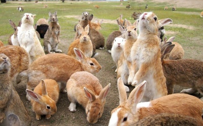 Okunoshima AKA "Rabbit Island," Is a Paradise for Rabbits in Hiroshima Prefecture! Soothe Your Spirit With the More Than 900 Rabbits That Inhabit the Island!
