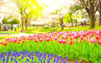 从东京市中心只需30分钟就能品尝到的大自然！位于东京都立川市的昭和纪念公园的樱花暴风雪和郁金香色彩鲜艳地绽放的动画之美让所有观众为之着迷！