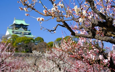 大阪城公園の梅の見頃はいつ？見どころもご紹介！動画でみる大阪城と梅のコラボ