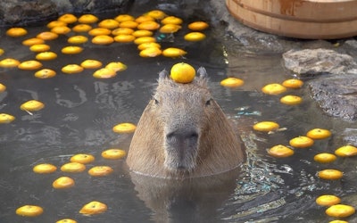 Cute Capybaras Enjoying Hot Springs With Fruit on Their Heads at Izu Shaboten Zoo!