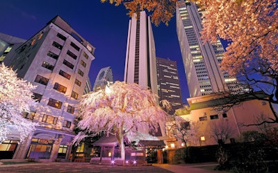 Experience the Large Weeping Cherry Blossoms at Joenji Temple in All Their Beauty in the Metropolis of Shinjuku, Tokyo! Enjoy Beautiful Cherry Blossoms Lit up to "Sakura Sakura," a Japanese Folk Song!