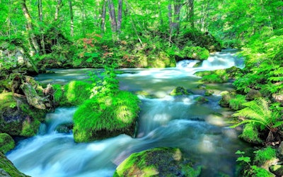 Enjoy the Amazing Spring View of Aomori Prefecture's Oirase Stream in Beautiful 4K! Feel the Super Relaxing Atmosphere and Lush Greenery!