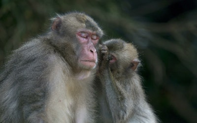 On Miyazaki Prefecture's Monkey Island, Approximately 100 Monkeys Have Formed Their Own Unique Culture... Introducing the Features of Kojima, Where You Can See Unique Monkey Culture!
