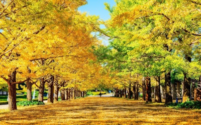 12 Popular Spots To Enjoy Autumn Leaves in Tokyo! The Imperial Palace, Shinjuku Gyoen, Hibiya Park, and More! Tons of Places To Enjoy Autumn Leaves in the Heart of Tokyo!