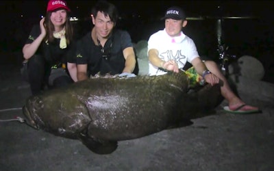 오키나와 이시가키 섬의 바다에서 놀라운 초거대 물고기와 싸워라! 80kg이 넘는 괴물 같은 물고기가 일본 근해에 산다!