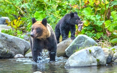 Ezo Brown Bears Catching Lunch in the Outdoors of Hokkaido! See the 2-Meter-Tall Bears Snatching Fish From a River Right Before Your Eyes!