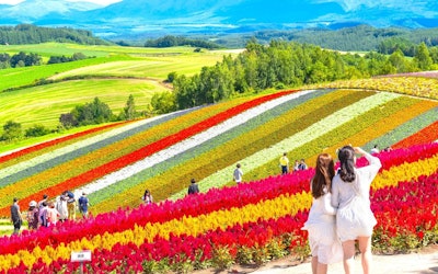 Outstanding Views of Flowers and Nature in Biei and Furano, Hokkaido. The Scenic View of Lavenders and Poppies, Together With the Natural Scenery of the Surrounding Area, Will Make Your Trip Unforgettable!
